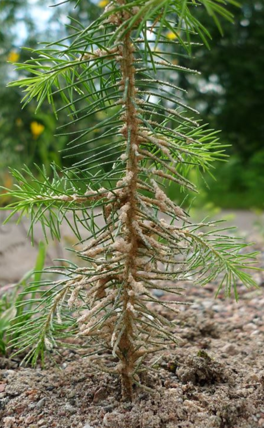 Conniflex sand coating on a spruce seedling