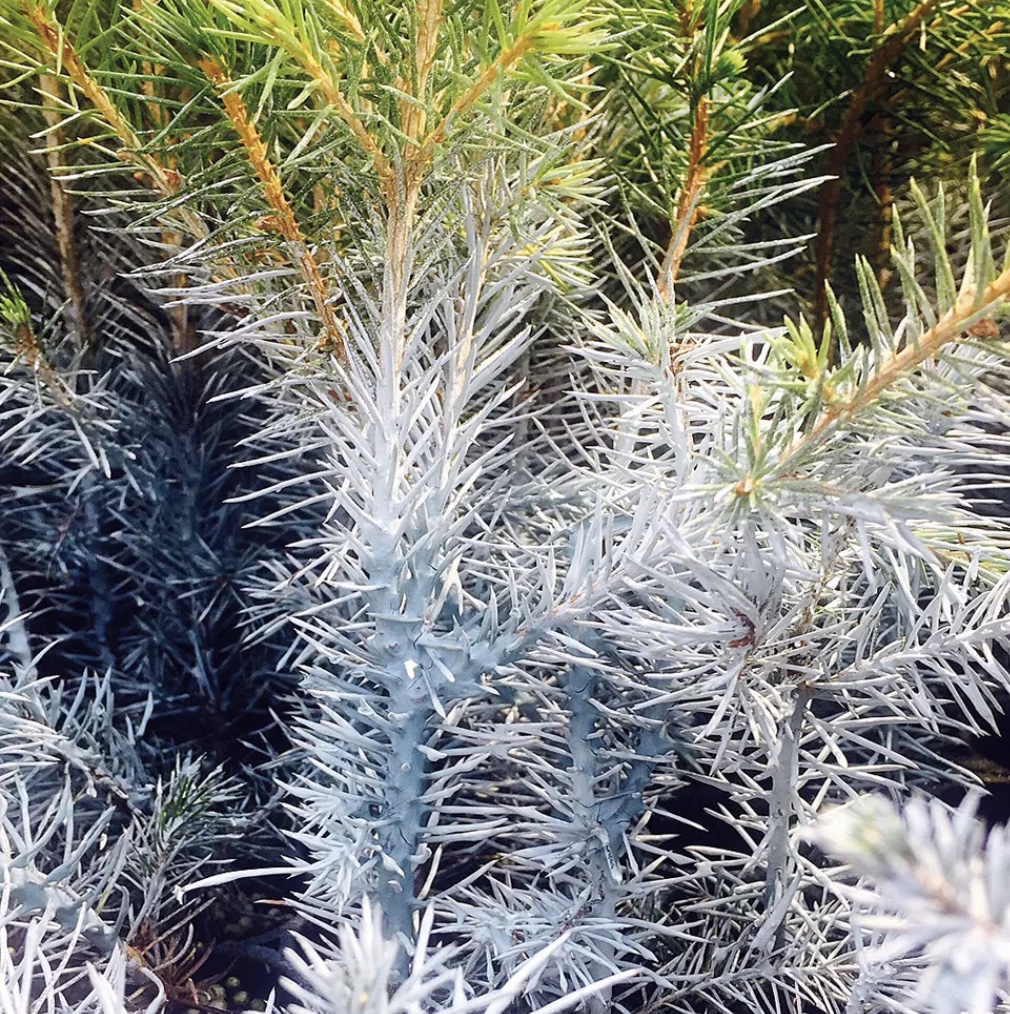 Woodcoat application on nursery plants