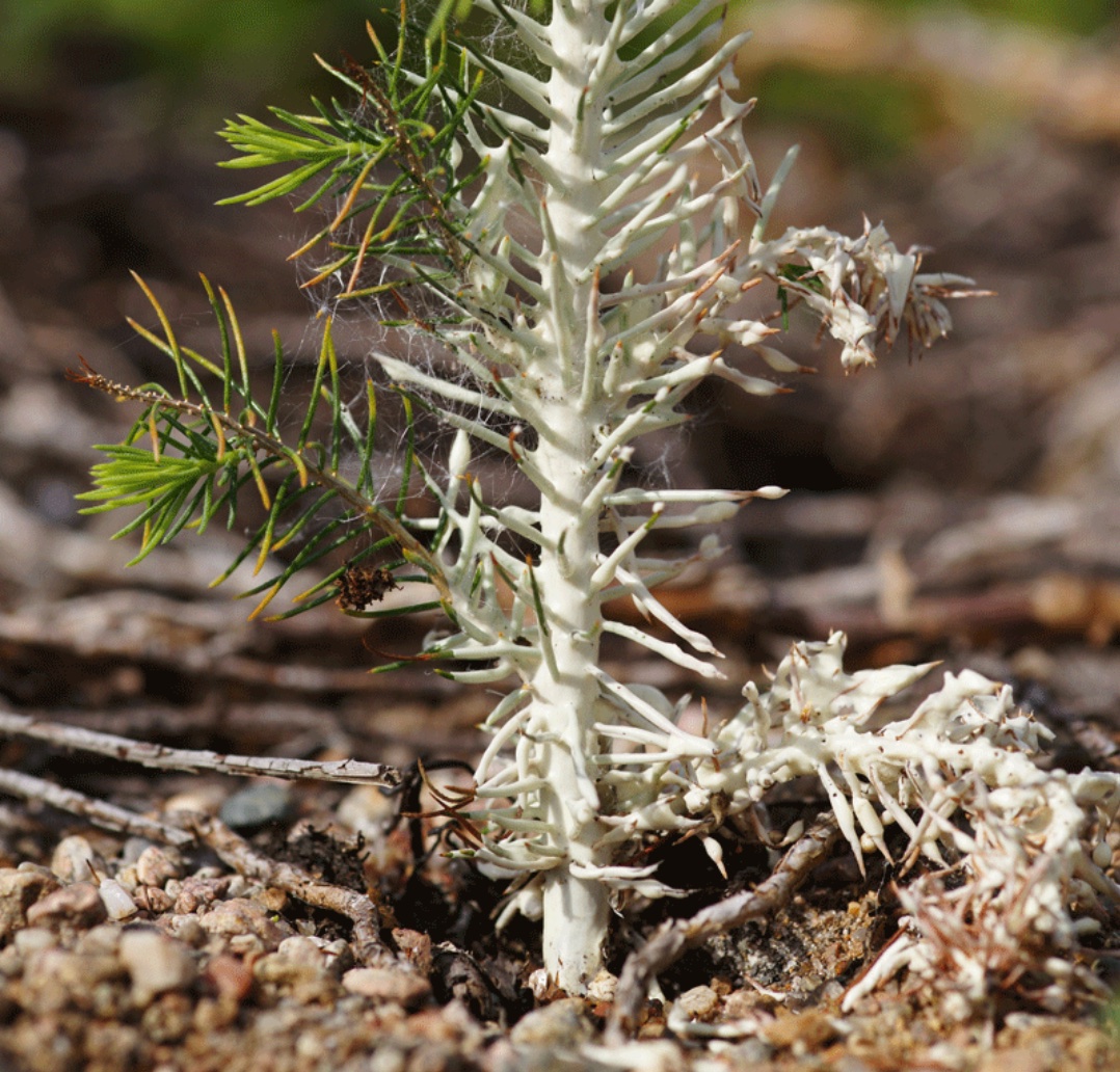 EcoVax wax coating on a seedling