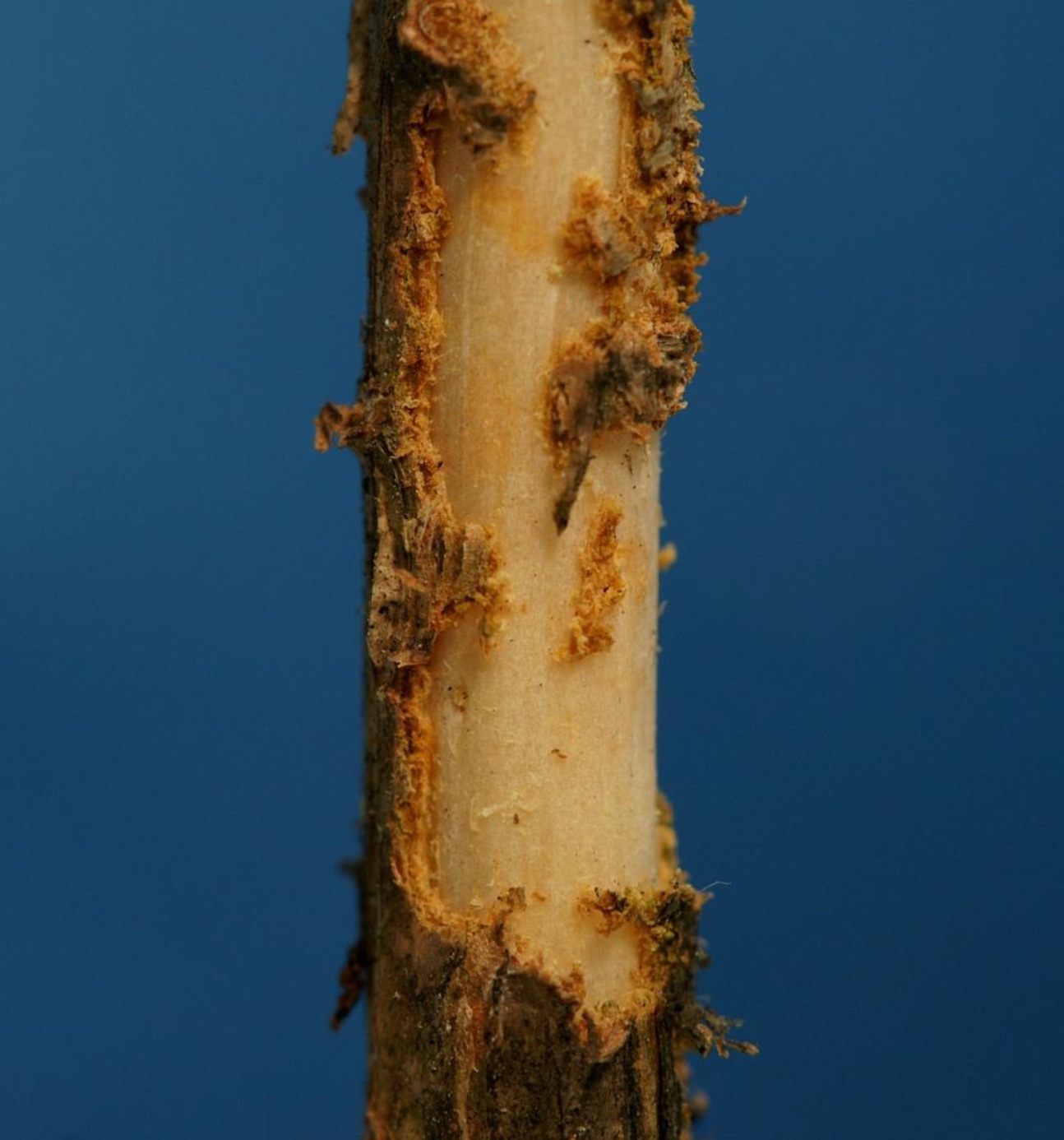 Bark stripped from a young stem by pine weevil