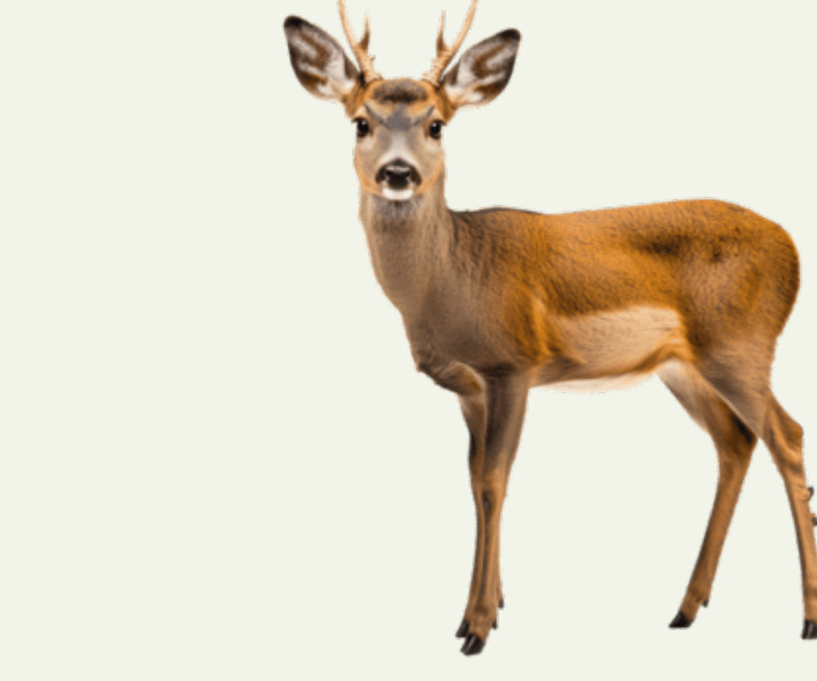 Roe deer