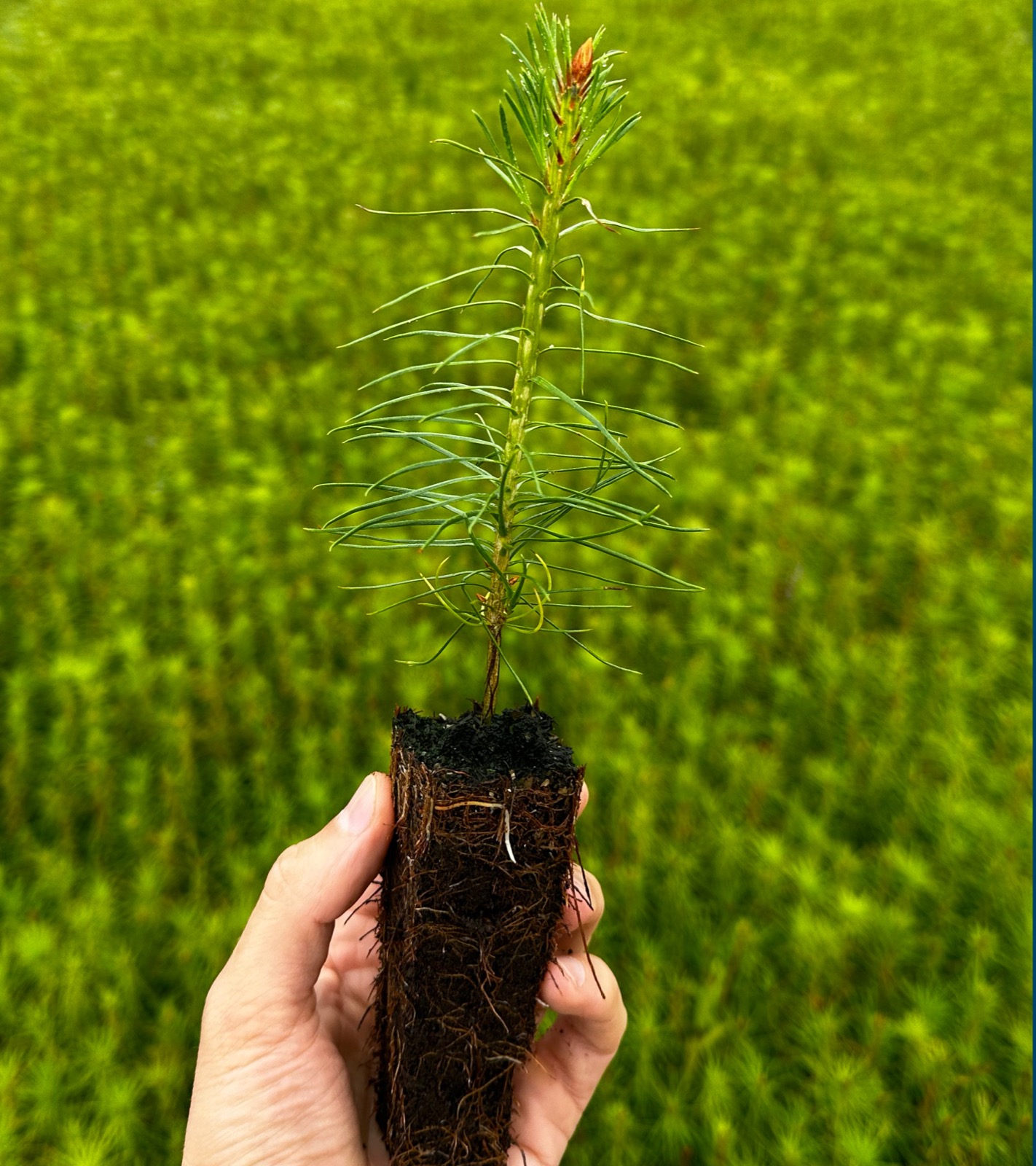 Healthy conifer seedling with root plug