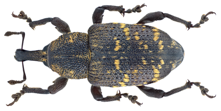 Large pine weevil